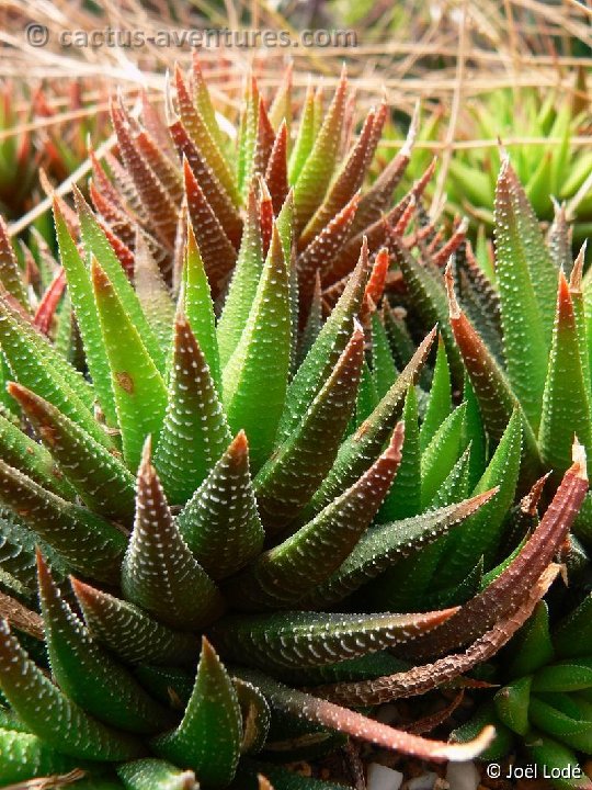 Haworthia fasciata f. browniana P1220370