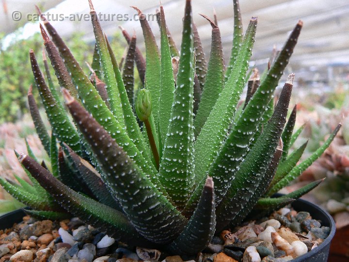 Haworthia fasciata v. ovato-lanceolata P1190169