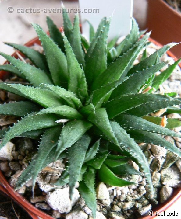 Haworthia floribunda P1020542