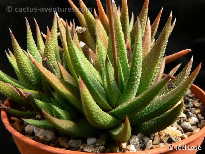 Haworthia glabrata BB46 P1190186