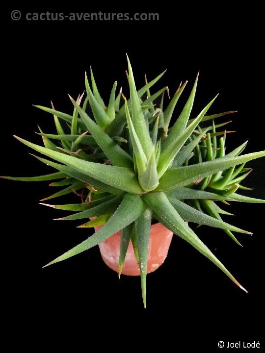 Haworthia glabrata ex glauca armstrongii NON P1120365