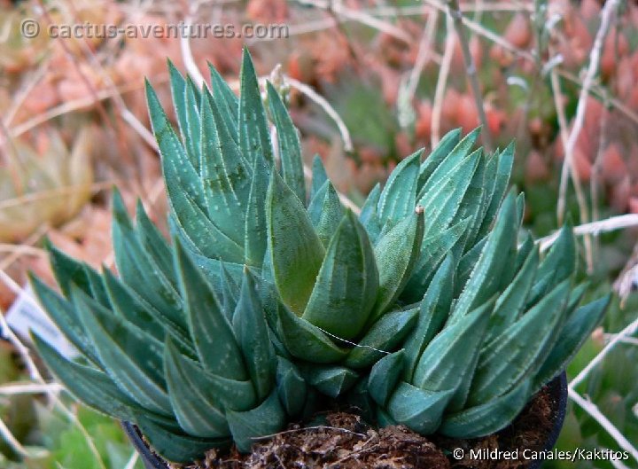 Haworthia glauca v. herrei ©MCA P1250437