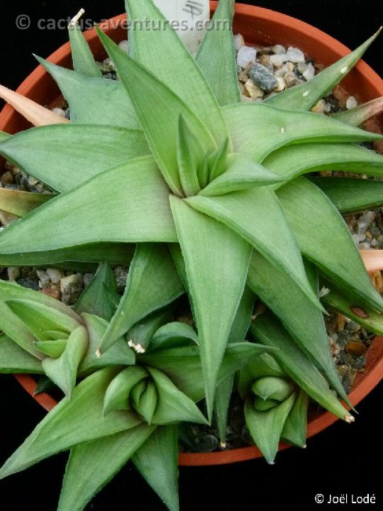 Haworthia limifolia v. ubomboensis P1050369