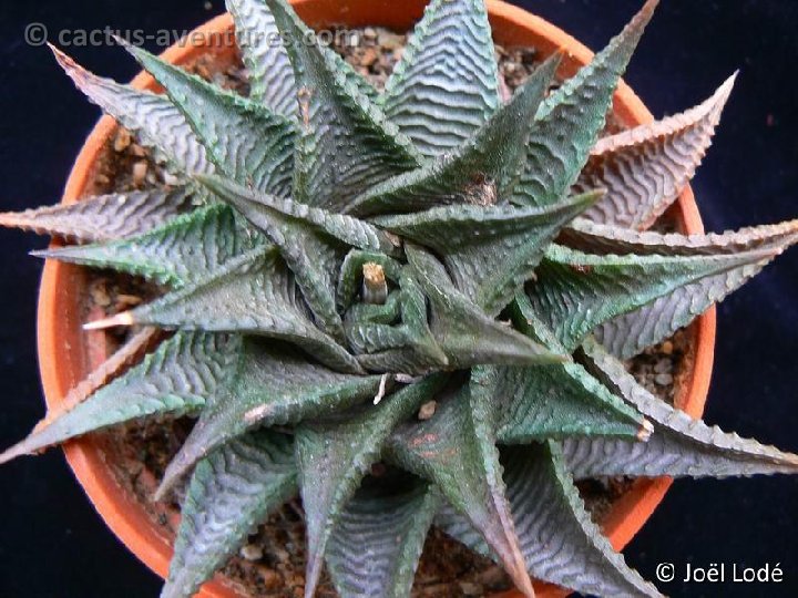 Haworthia limifolia var. JL P1220309