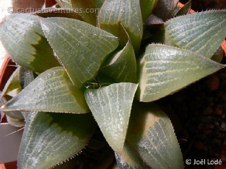 Haworthia magnifica Riversdale P1150829