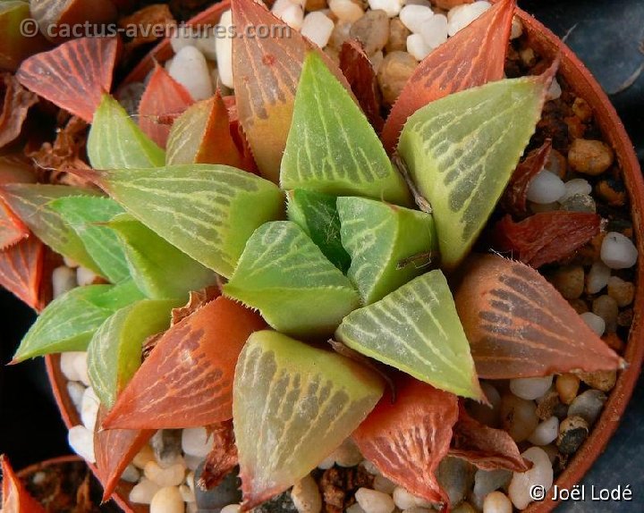 Haworthia magnifica v. acuminata P1220417