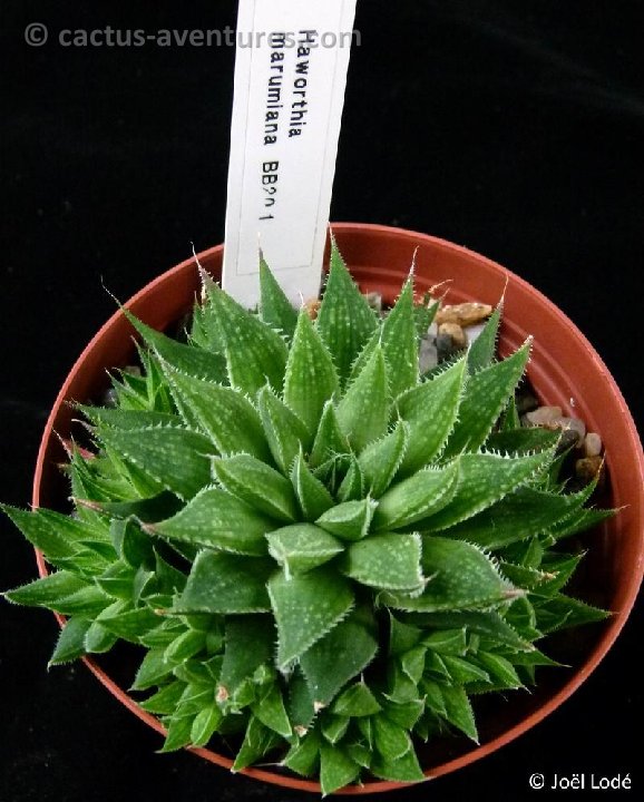 Haworthia marumiana P1050264