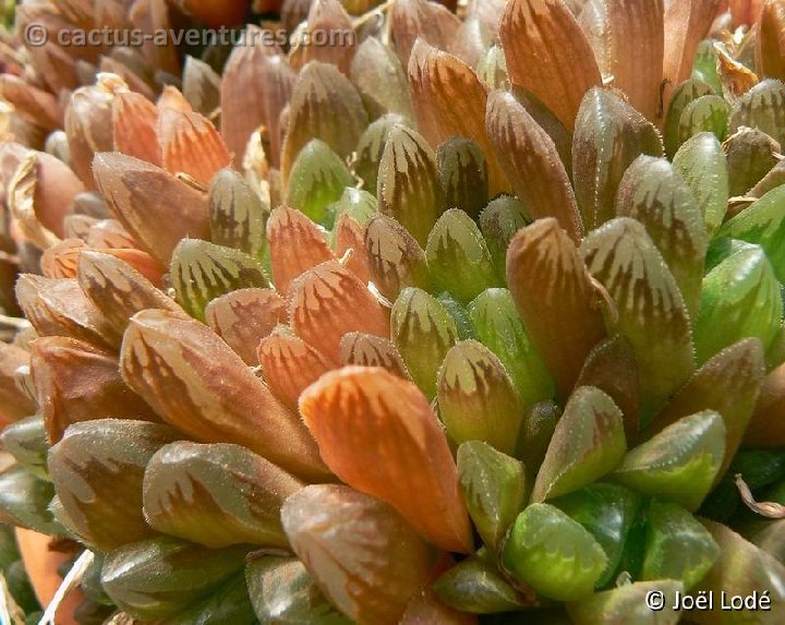 Haworthia maughanii X obtusa X pilifera P1220397