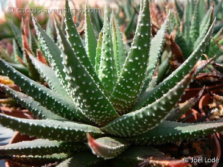 Haworthia minima BB60.1 P1190197