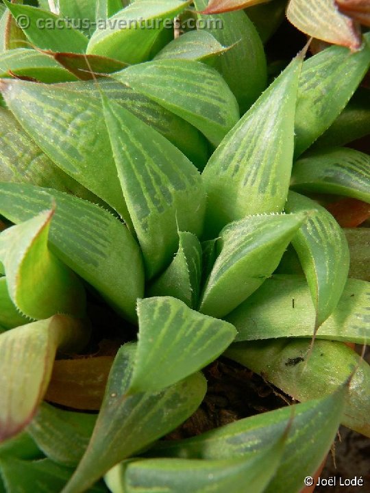 Haworthia mirabilis ssp. mundula P1220291