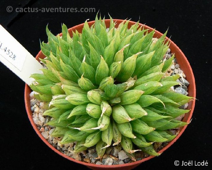 Haworthia mucronata P1270698