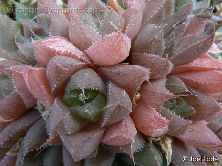 Haworthia mucronata v. habdomadis BB23.2 P1190182