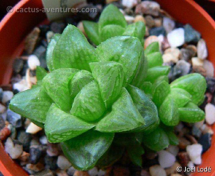 Haworthia obtusaXpygmaea P1210565