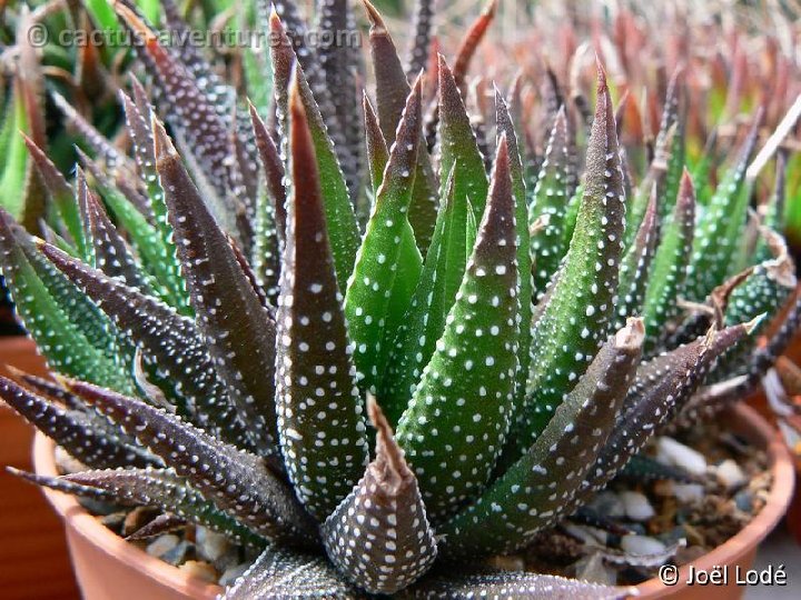 Haworthia pumila v. margaretifera P1220376