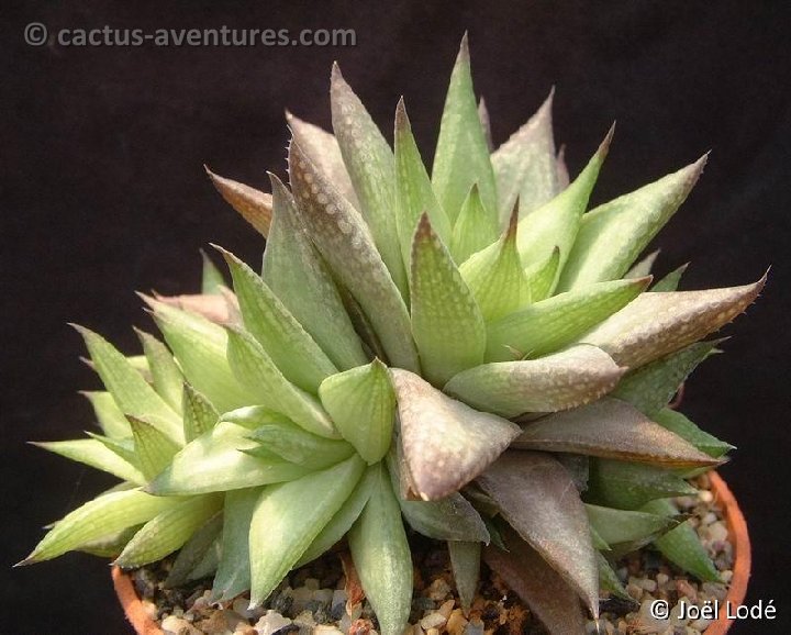 Haworthia reticulata v. subregularis Dscf1915