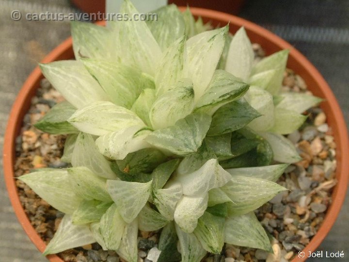 Haworthia retusa variegata Dscf1913