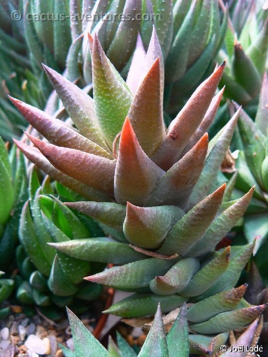 Haworthia rigida P1220338