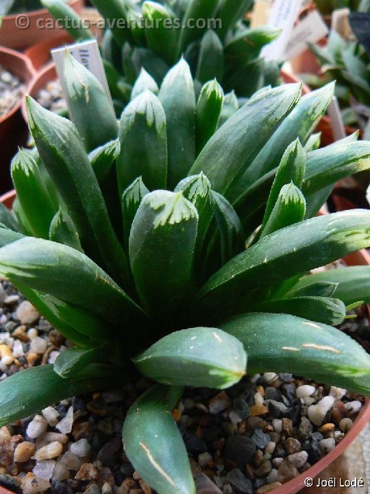 Haworthia saXlongXtruncata P1230951