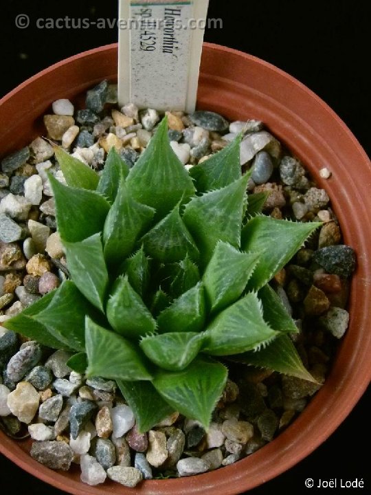 Haworthia sp JL4529 P1050266