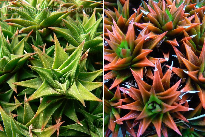 Haworthia tortuosa P1220327