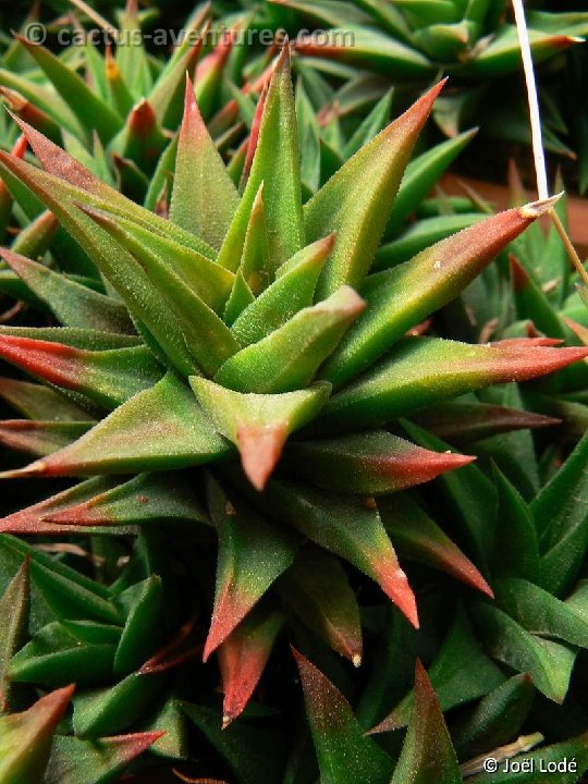 Haworthia tortuosa v. curta P1220325