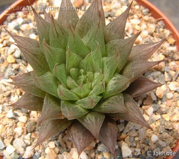 Haworthia transluscens Dscf1917