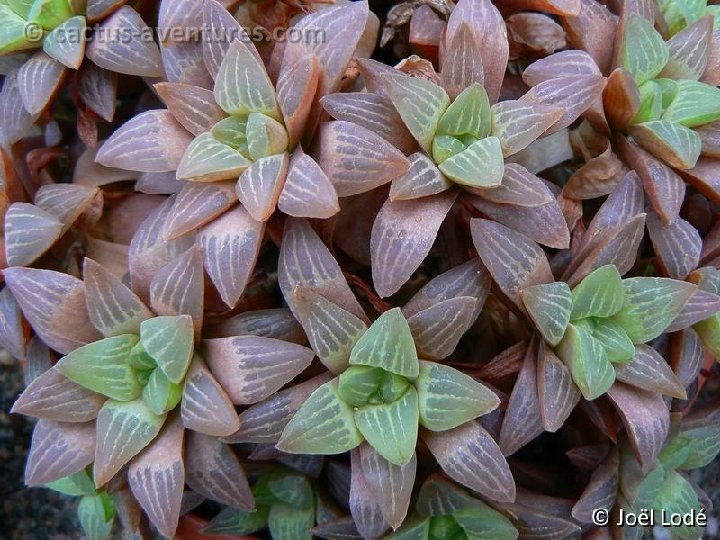 Haworthia turgida P1220022