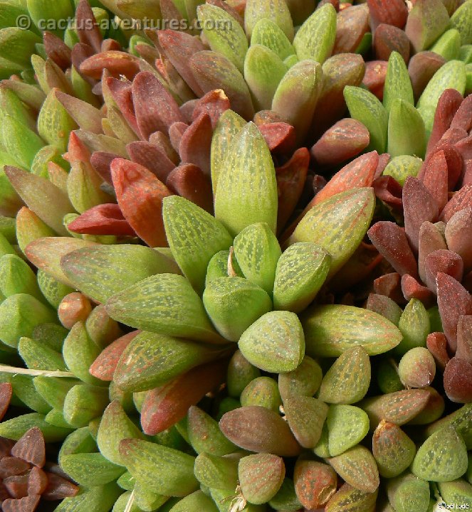 Haworthia turgida v. suberecta P1220395