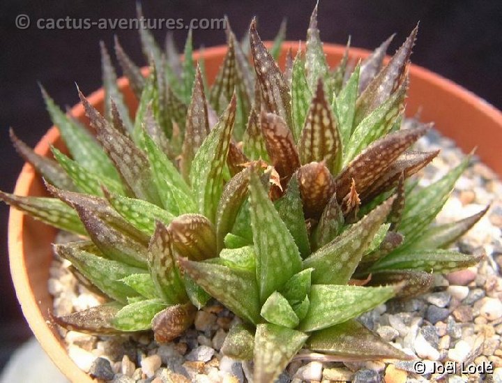 Haworthia variegata v. modesta Dscf1909