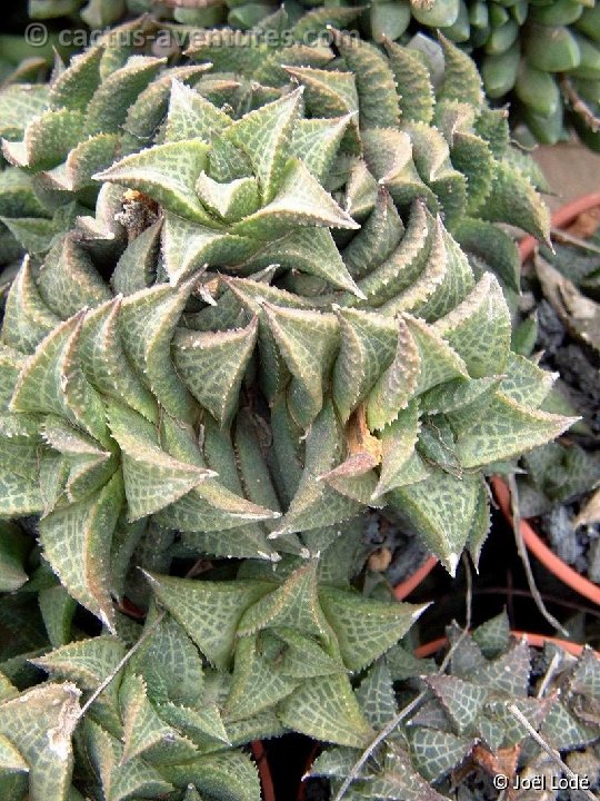 Haworthia venosa Dscf0308