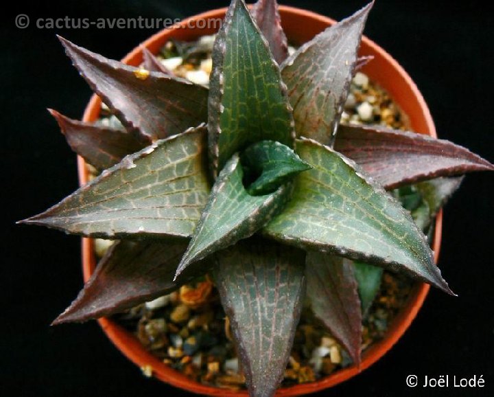 Haworthia venosa var. JL1837 P1220311