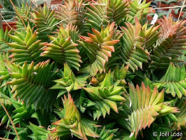 Haworthia viscosa P1220323