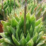 Haworthia altilinea