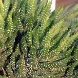 Haworthia coarctata (available 8.5cm and 10.5cm Ø)