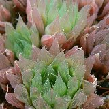 Haworthia cooperi JDV91-26