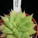 Haworthia cuspidata (available 8.5cm and 10.5cm Ø)