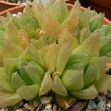 Haworthia cymbiformis (available 8.5cm and 10.5cm Ø)