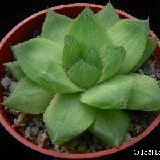 Haworthia cymbiformis v. planifolia BB9.1