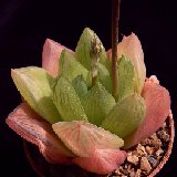 Haworthia cymbiformis v. ryneveldiae