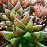 Haworthia cymbiformis v. setulifera