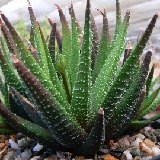 Haworthia fasciata v. ovato-lanceolata (available 8.5cm and 10.5cm Ø)