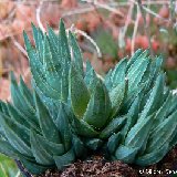 Haworthia glauca v. herrei MCA