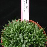 Haworthia herbacea BB15 (available 8.5cm and 10.5cm Ø)