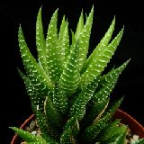 Haworthia kingiana (available 10.5cm and 12cm Ø)