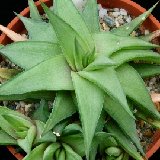 Haworthia limifolia v. ubomboensis