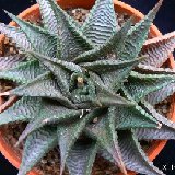 Haworthia limifolia v. JL