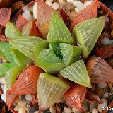 Haworthia magnifica v. acuminata