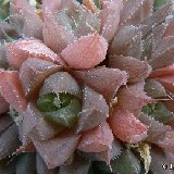 Haworthia mucronata v. habdomadis BB23.2