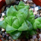 Haworthia obtusaXpygmaea JL coll.