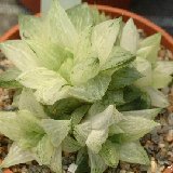 Haworthia retusa variegata JLcoll.